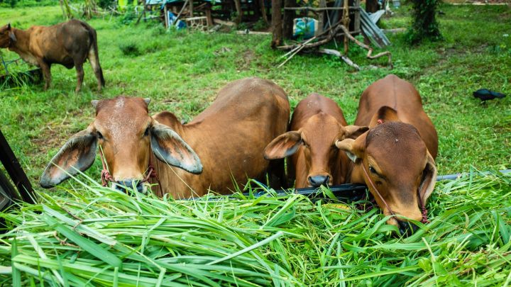 Illustrasi sapi sebagai bagian dari tradisi dan perayaan khas Idul Adha, mencerminkan perayaan agama Islam yang kaya akan makna dan nilai.